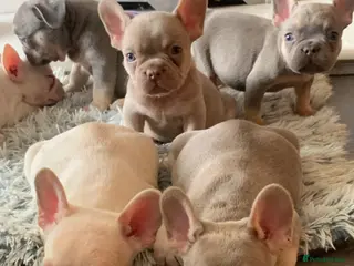 French Bulldog dogs Frenchie Companions - Advert 3