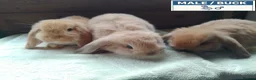 Dwarf Lop rabbits for sale: Pretty Female & Male Baby Dwarf Lop Rabbits - Advert 7