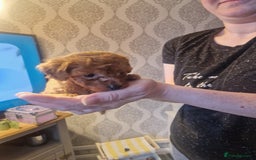 Cavapoochon dogs for sale: Cavapoochon puppies available  - Image 18