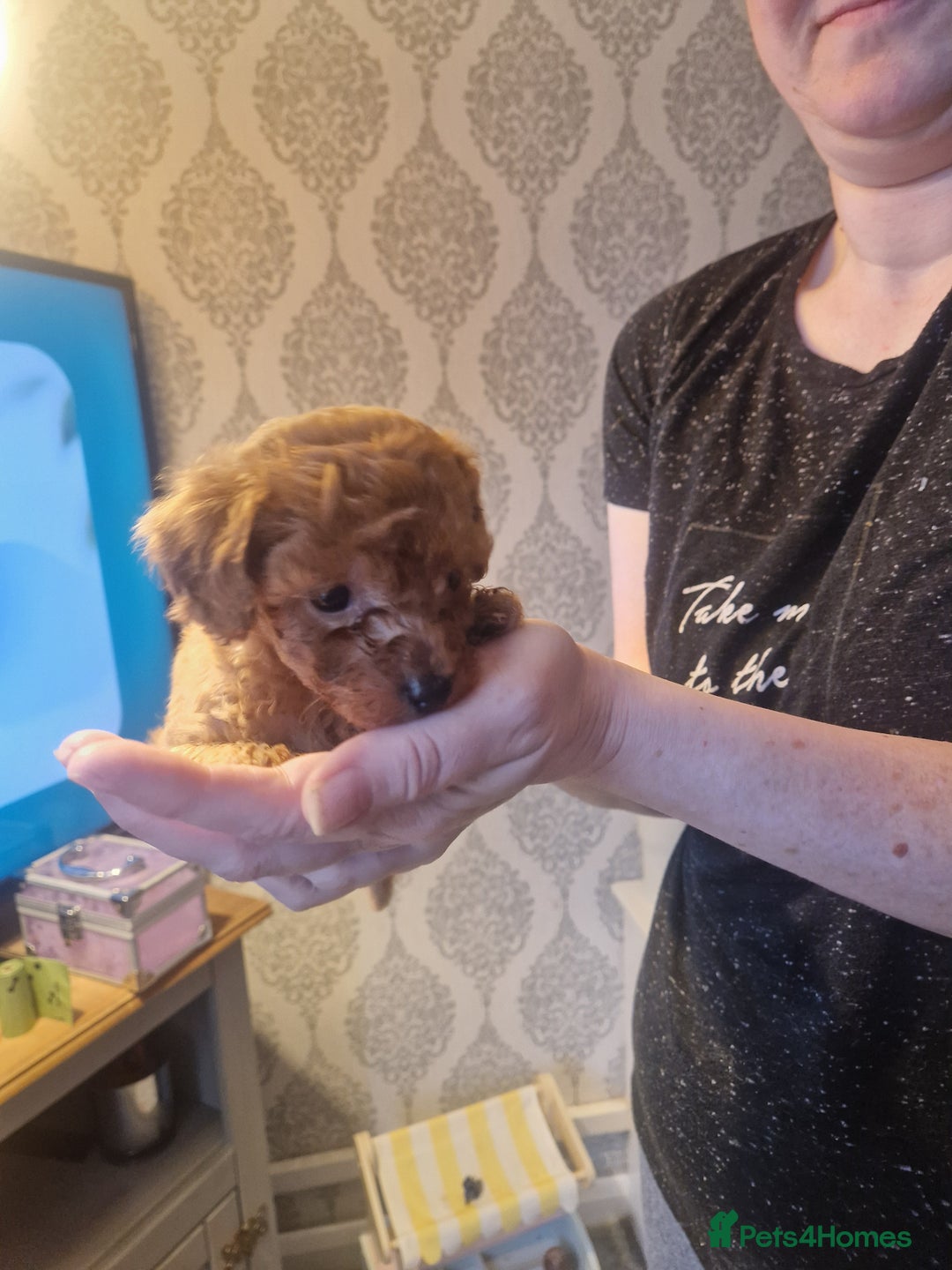 Cavapoochon dogs for sale: Cavapoochon puppies available  - Image 18