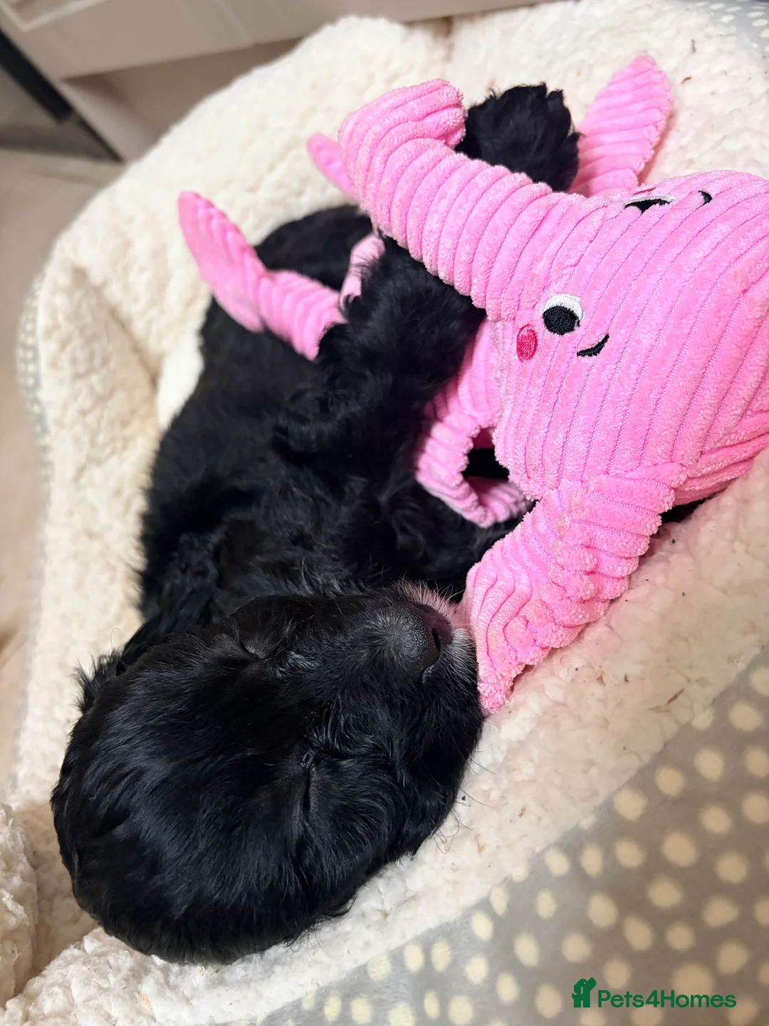 Cavapoo dogs for sale: Beautiful F2 Cavapoos - Advert 2