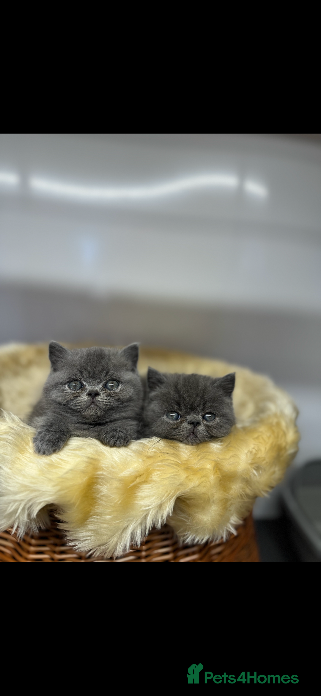 Exotic cats for sale: exotic kittens  - Image 3