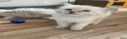 Ragdoll cats for sale: Ragdoll Kittens GCCF lilac and Blue beautiful  - Advert 16