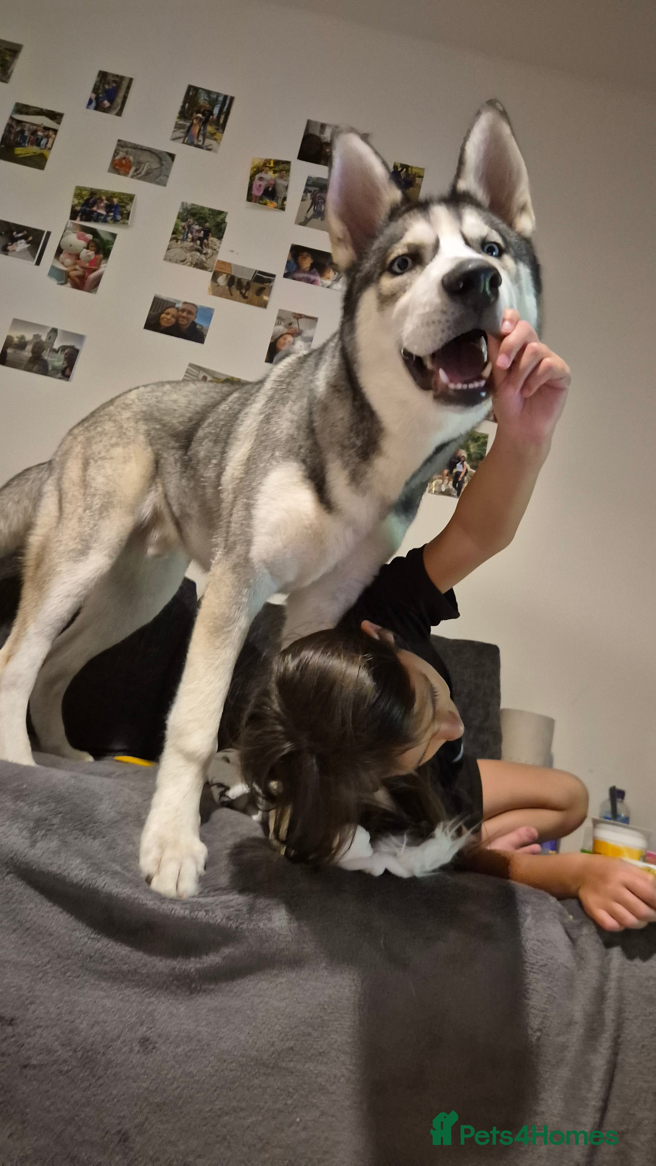 Siberian Husky dogs Meet Cosmo - Advert 4