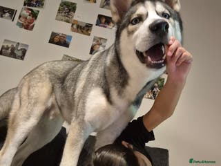 Siberian Husky dogs Meet Cosmo - Advert 7