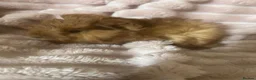 Guinea Pig rodents for sale: Baby Guinea Pigs - Advert 2