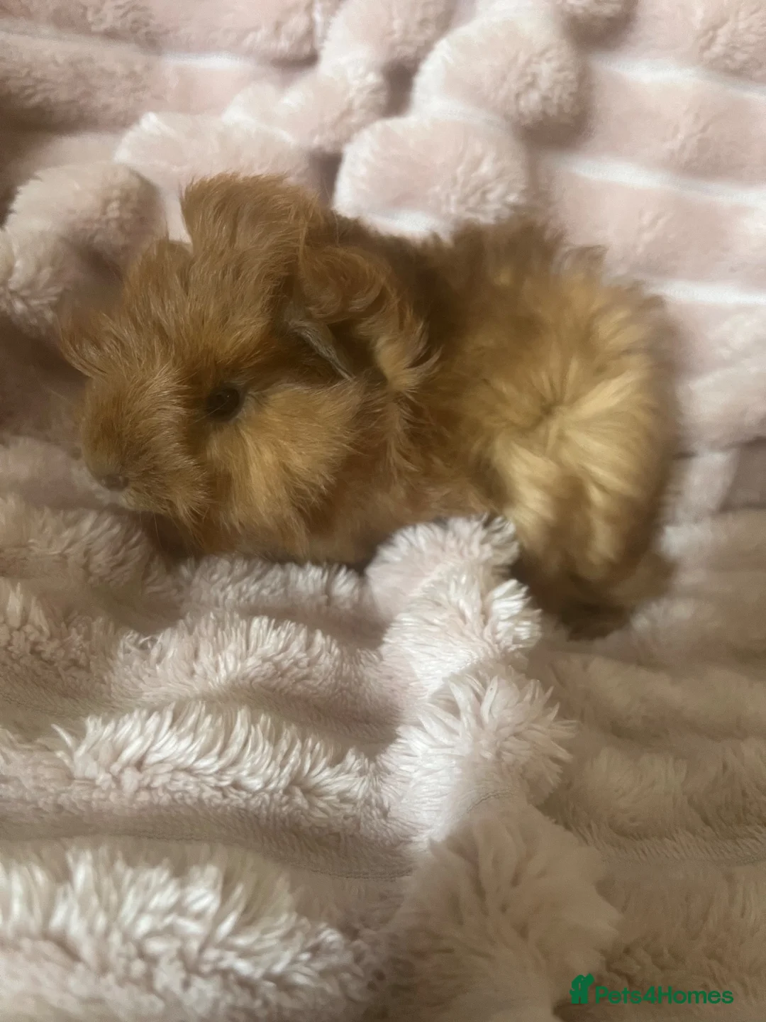 Guinea Pig rodents for sale: Baby Guinea Pigs - Advert 2