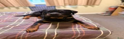 Rottweiler dogs for sale: Male Rottweiler- Mason - Advert 4