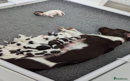 English Springer Spaniel dogs for sale: Adorable Springer Spaniel Puppies - Image 8