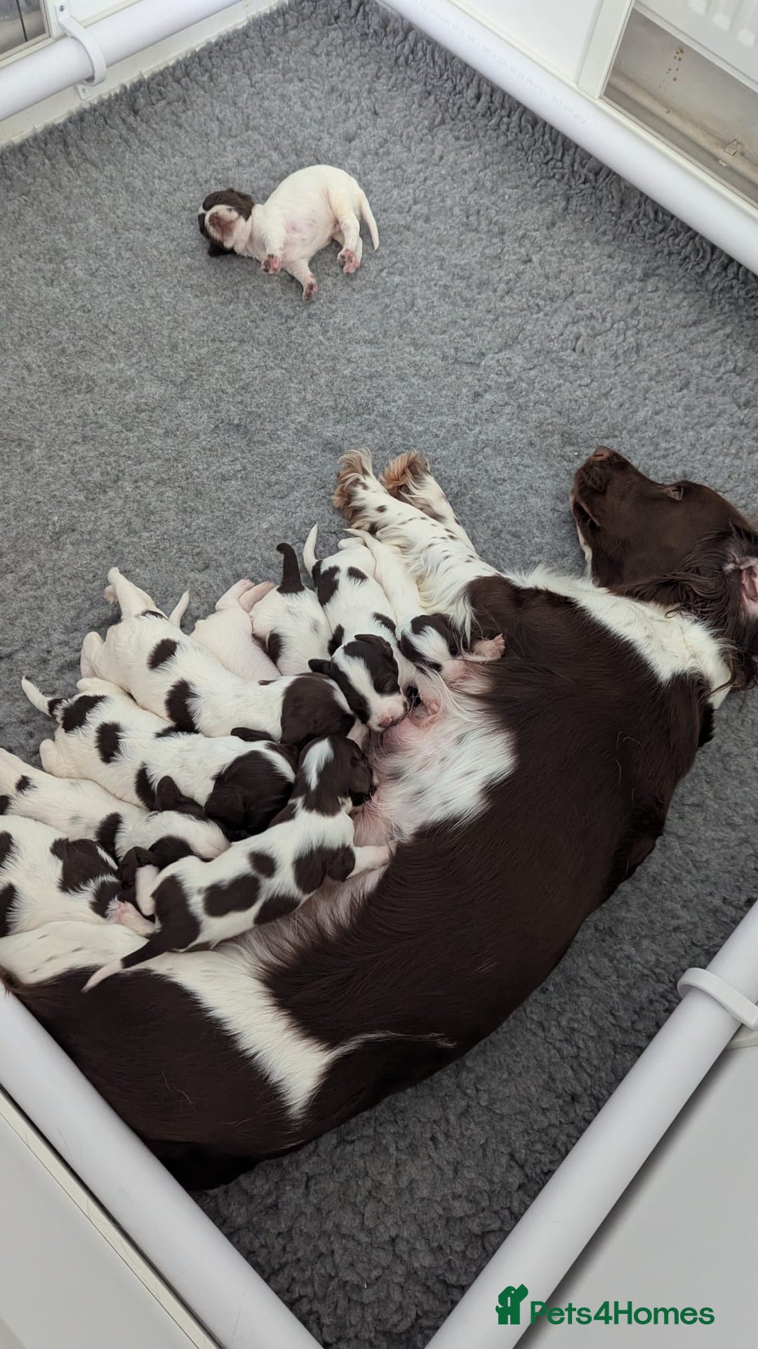 English Springer Spaniel dogs for sale: Adorable Springer Spaniel Puppies - Image 8