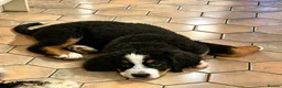 Bernedoodle dogs for sale: Meet Atlas  in Ferryside - Advert 8