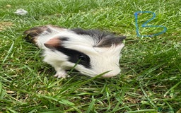 Guinea Pig rodents for sale: Male and Female Guinea Pigs For Sale  - Image 9