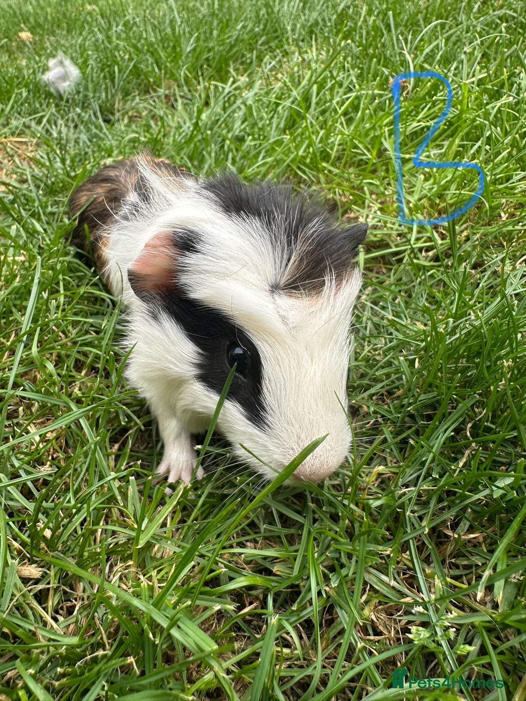 Guinea Pig rodents for sale: Male and Female Guinea Pigs For Sale  - Image 9