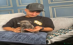 Staffordshire Bull Terrier dogs for sale: Beautiful Staffordshire bull terrier puppy’s  - Image 16