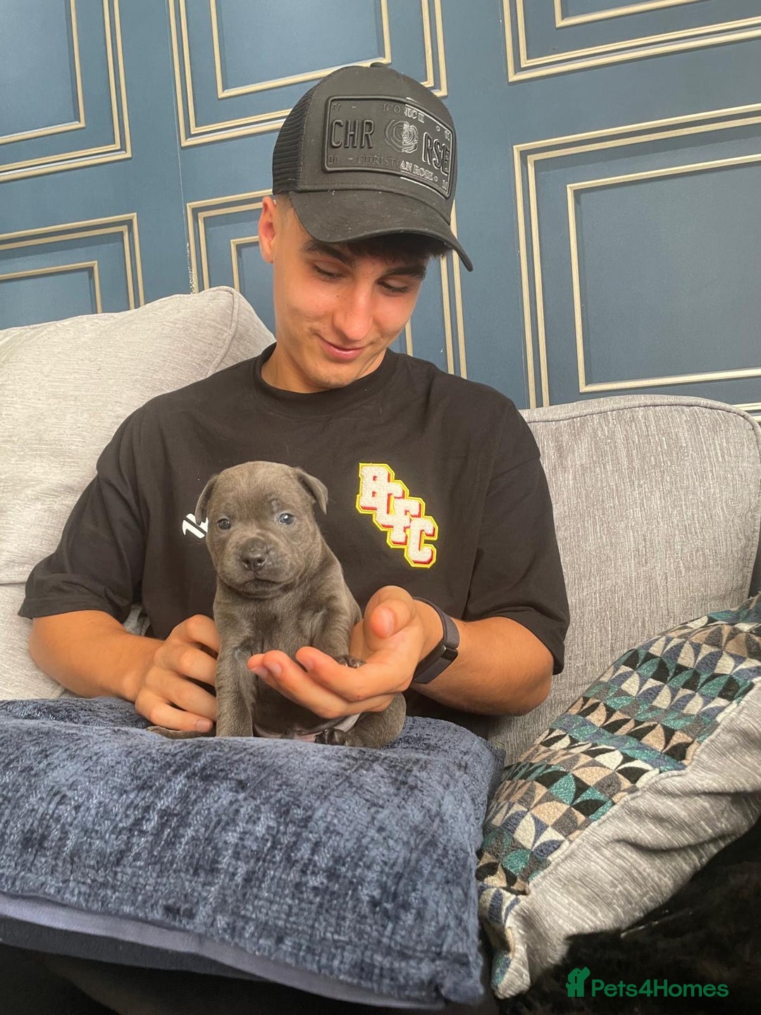 Staffordshire Bull Terrier dogs for sale: Beautiful Staffordshire bull terrier puppy’s  - Image 16