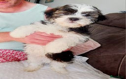 Mixed Breed dogs for sale: 3 beautiful male morkie puppies for sale - Image 1