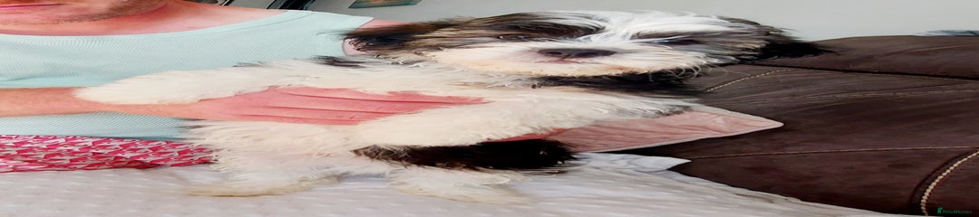 Puppy 1 (kano)
