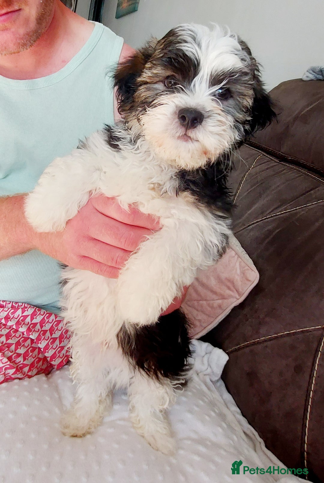 Mixed Breed dogs for sale: 3 beautiful male morkie puppies for sale - Image 1