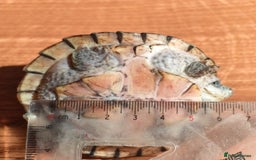 Turtle reptiles for sale: Razorback Musk Turtle, Free 4 bags 40g turtle food - Image 5