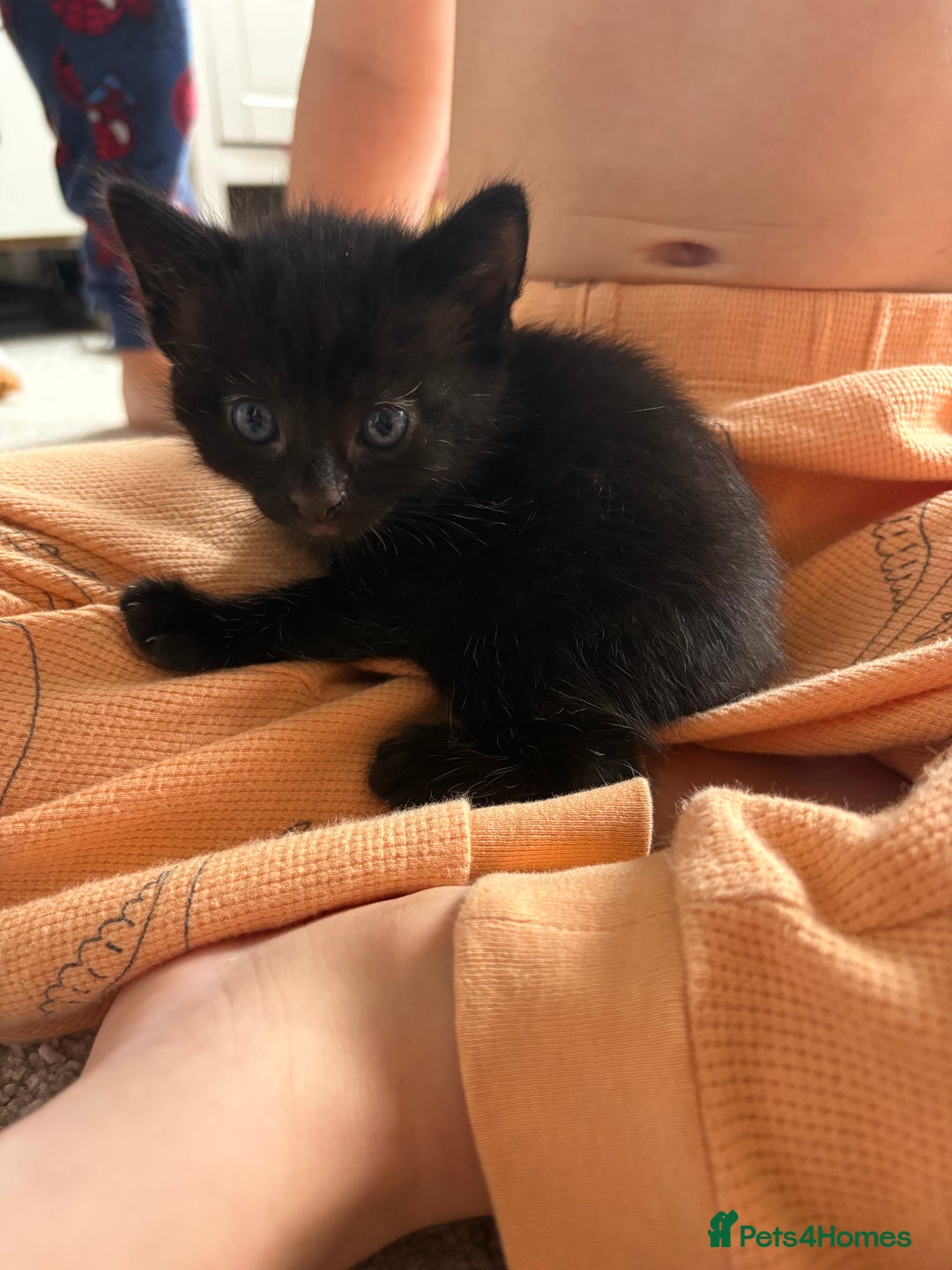 Mixed Breed cats for sale: 2 beautiful black female kittens  - Image 2