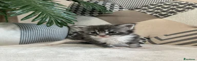 Maine Coon Kitten 1