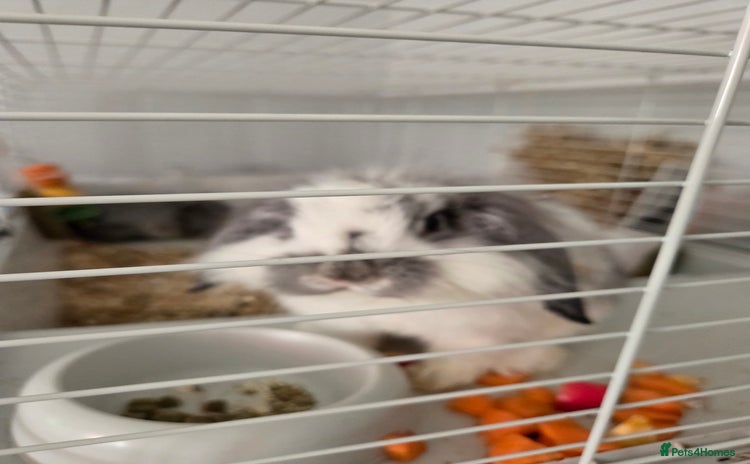 Mini Lop rabbits - Advert 3