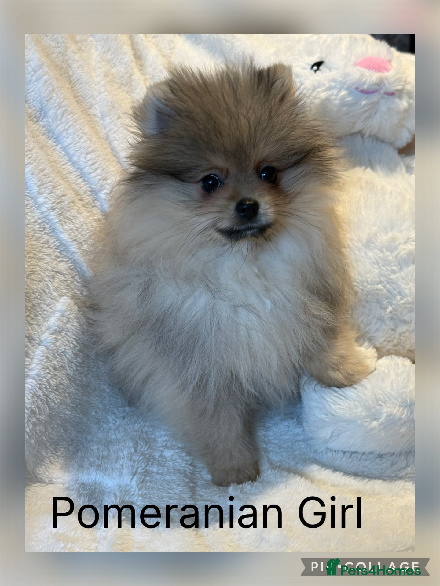 Pomeranian dogs KC Pomeranian Girl ready now  - Advert 1