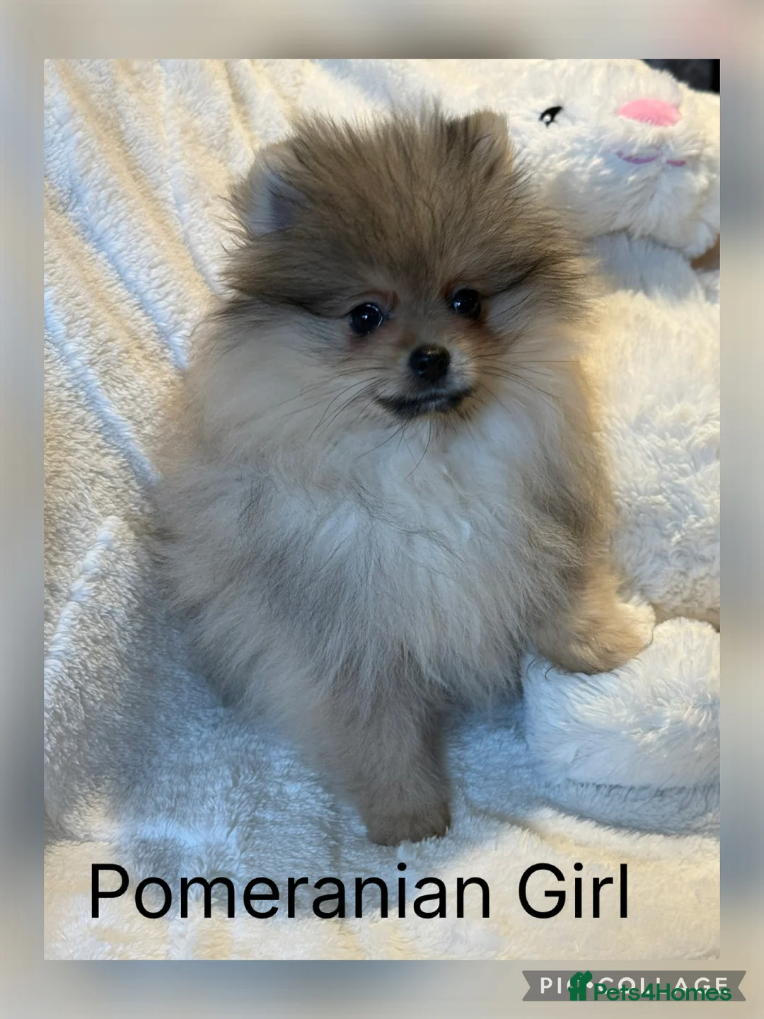 Pomeranian dogs for sale: KC Pomeranian Girl ready now  - Advert 1