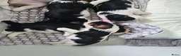 Cavalier King Charles Spaniel dogs for sale: MRI scanned parents fullY health tested - Advert 9