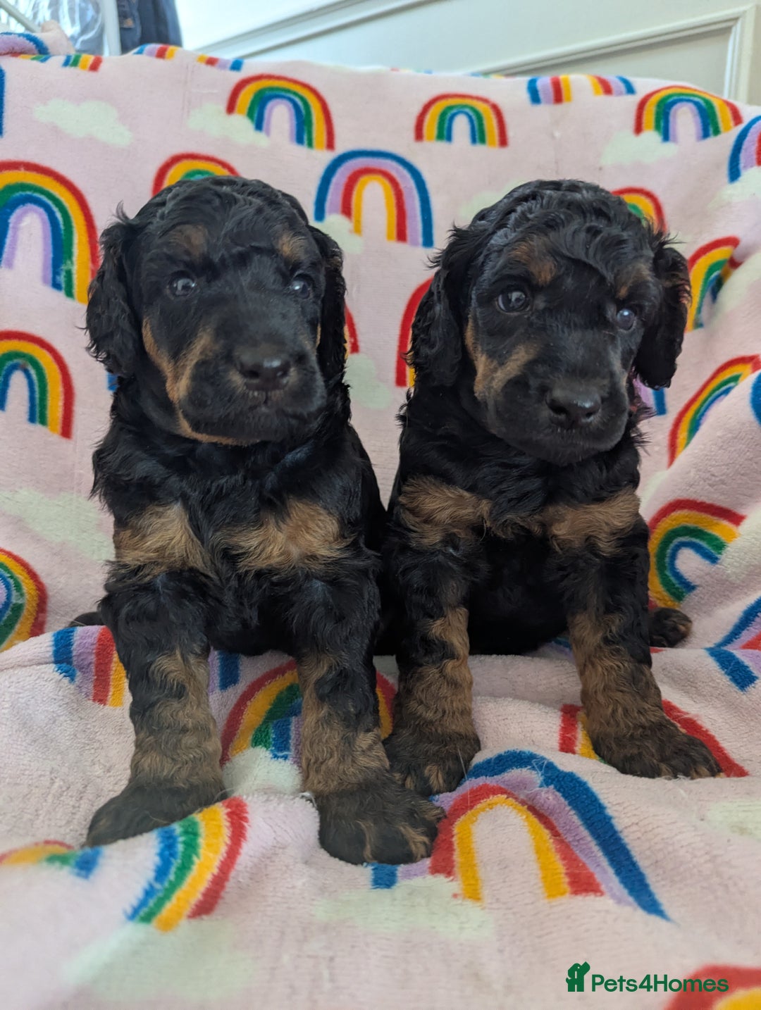 Miniature Poodle dogs for sale: Stunning Red & Phantom Poodles - Image 21