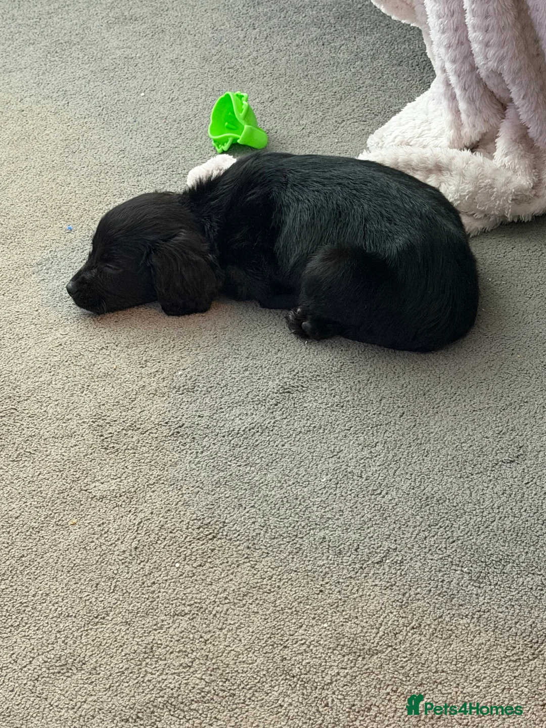 Sprocker dogs for sale: Bonnie  - Advert 2