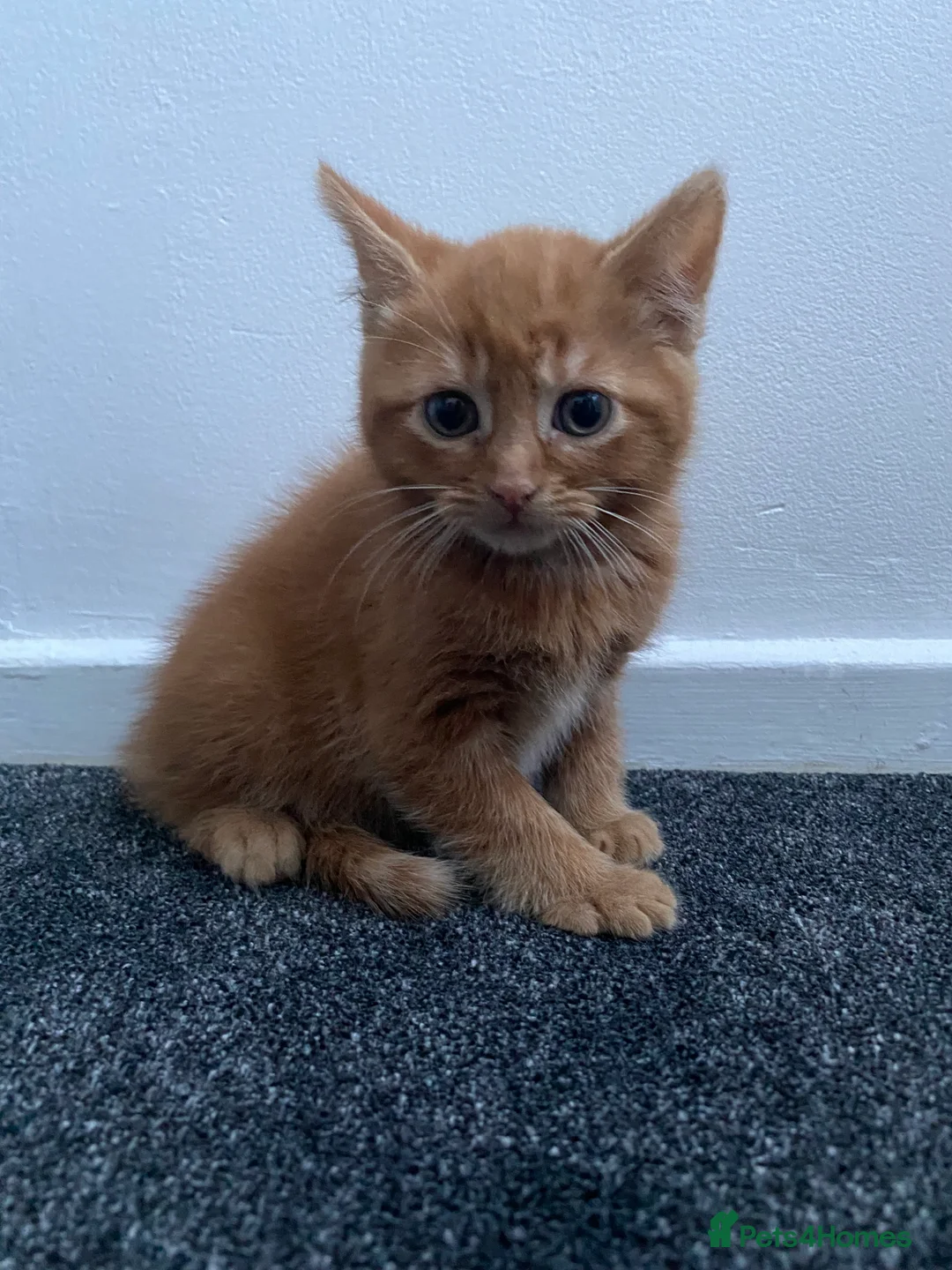 Mixed Breed cats for sale: Fluffy ginger kitten awaiting forever home🏡 - Advert 6