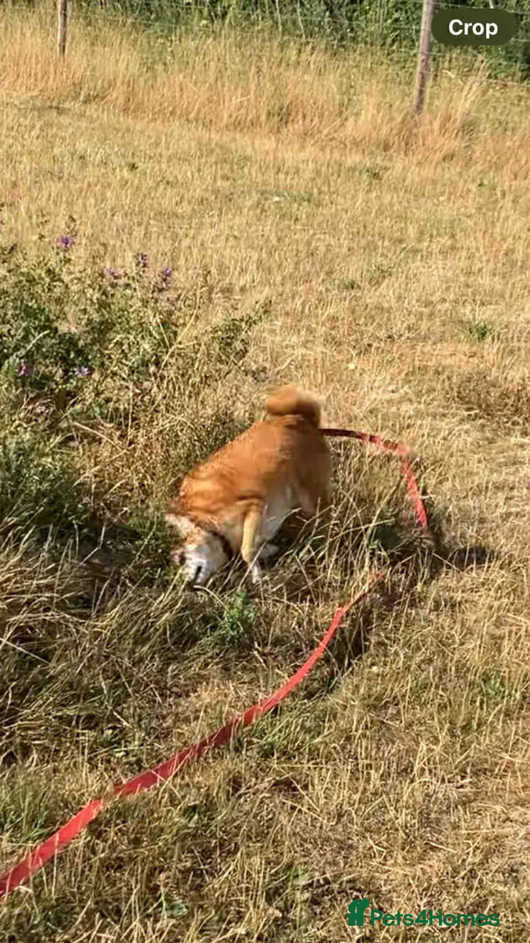Mixed Breed dogs for adoption: Geoffrey - Kings Lynn Norfolk  - Advert 6
