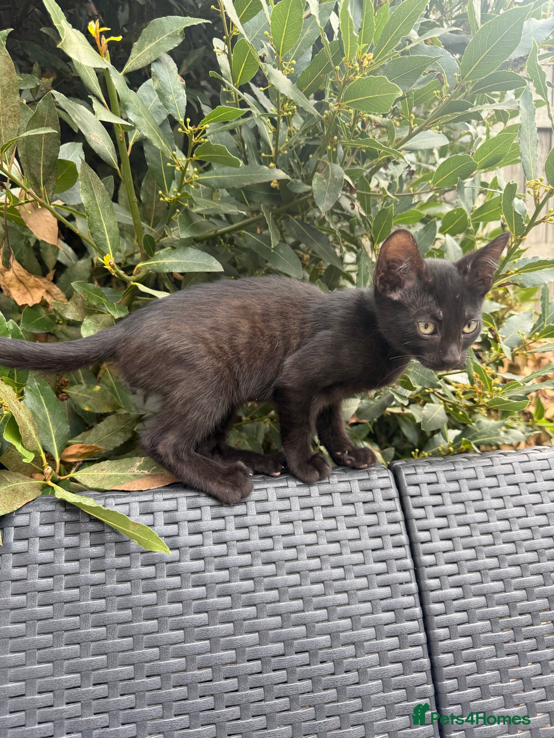 Bengal cats for sale: Mix bread ******s - Image 6
