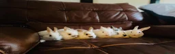 Mixed Breed rabbits for sale: Bunnies for sale  - Advert 6