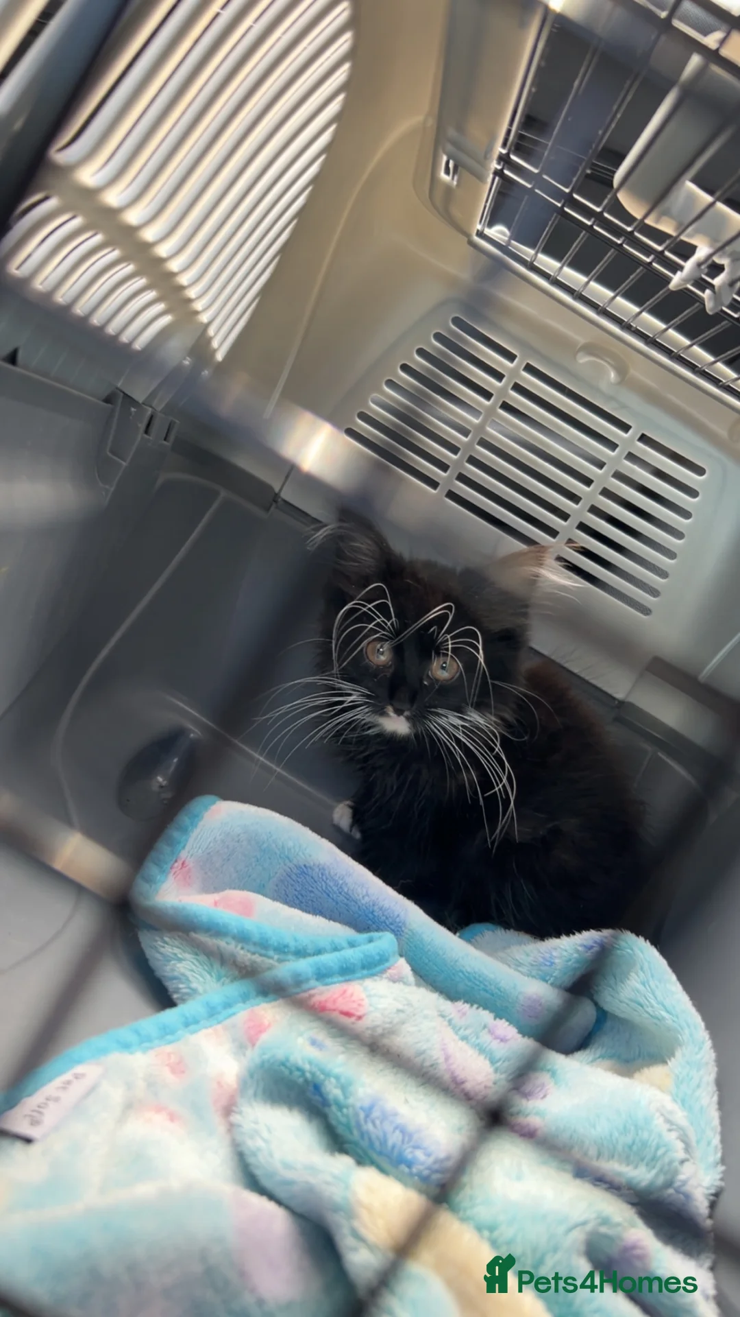 Mixed Breed cats for sale: Mixed breed female black fluffy kitten  - Advert 1