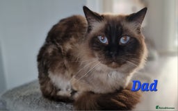Ragdoll cats for sale: Beautiful kittens  - Image 12