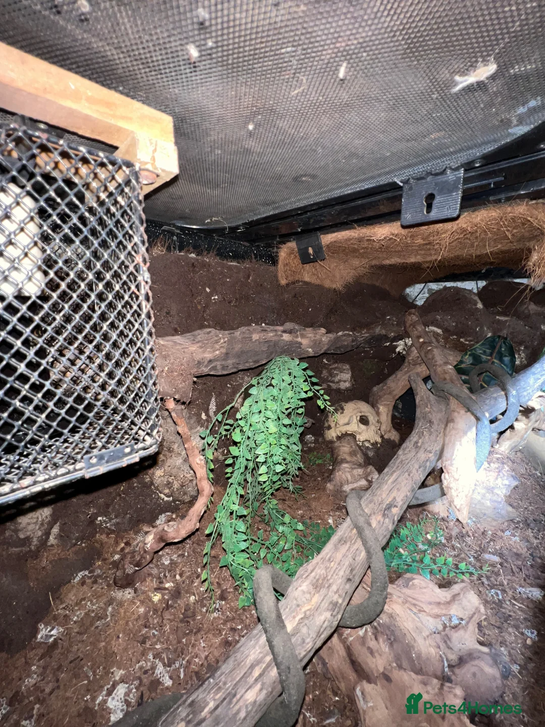 Boa Snake reptiles for sale: Boa constrictor-M-5.5y-6.5ft  in Dorchester - Advert 2