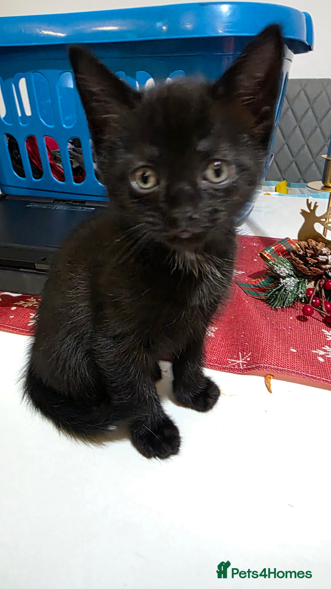 Bombay cats for sale: Black kitten - Advert 3