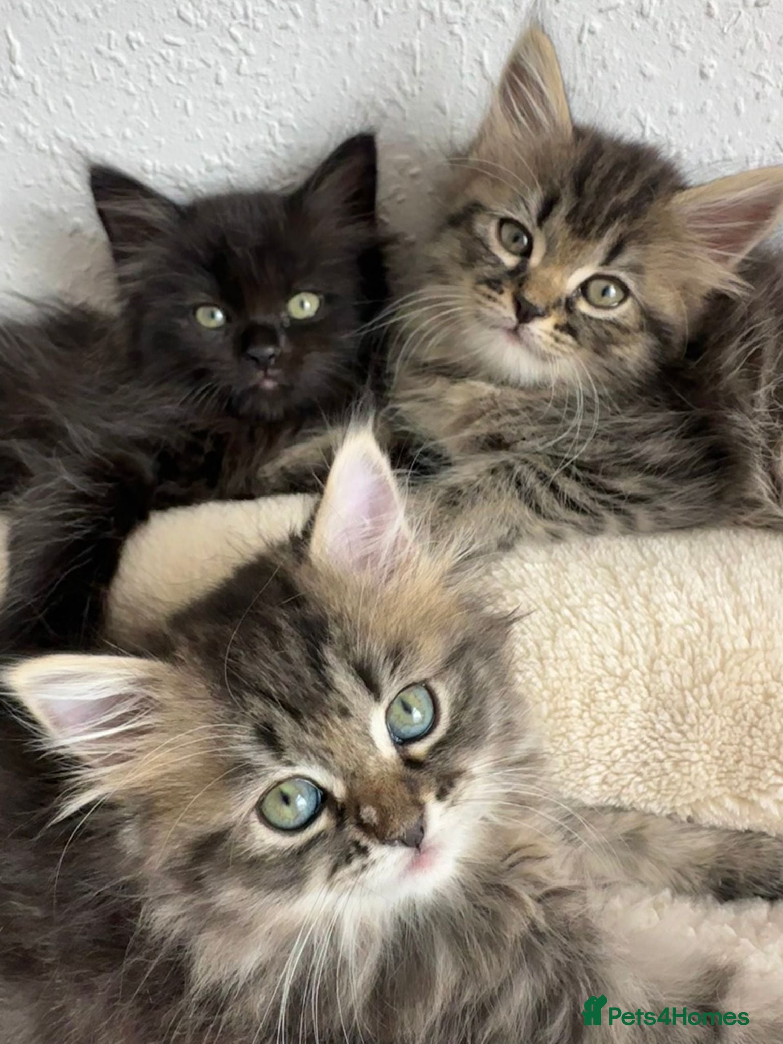 Siberian cats Beautiful Siberian Kittens - Advert 1