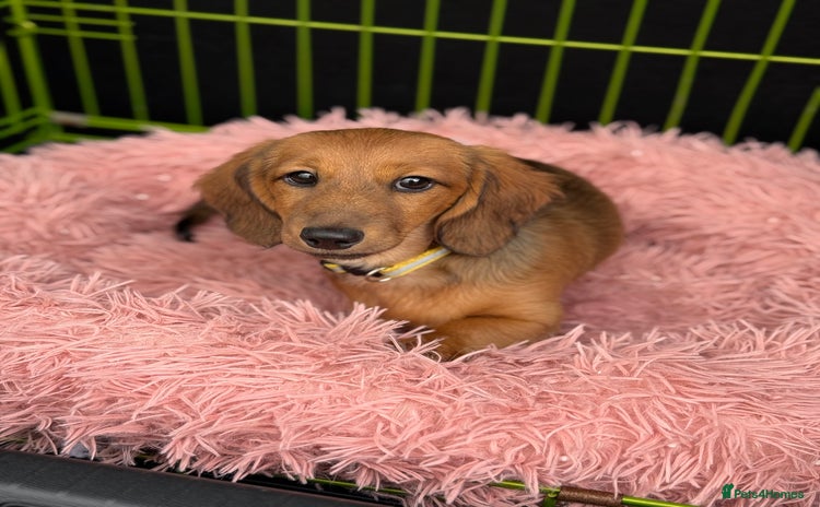 Miniature Dachshund dogs - Advert 9