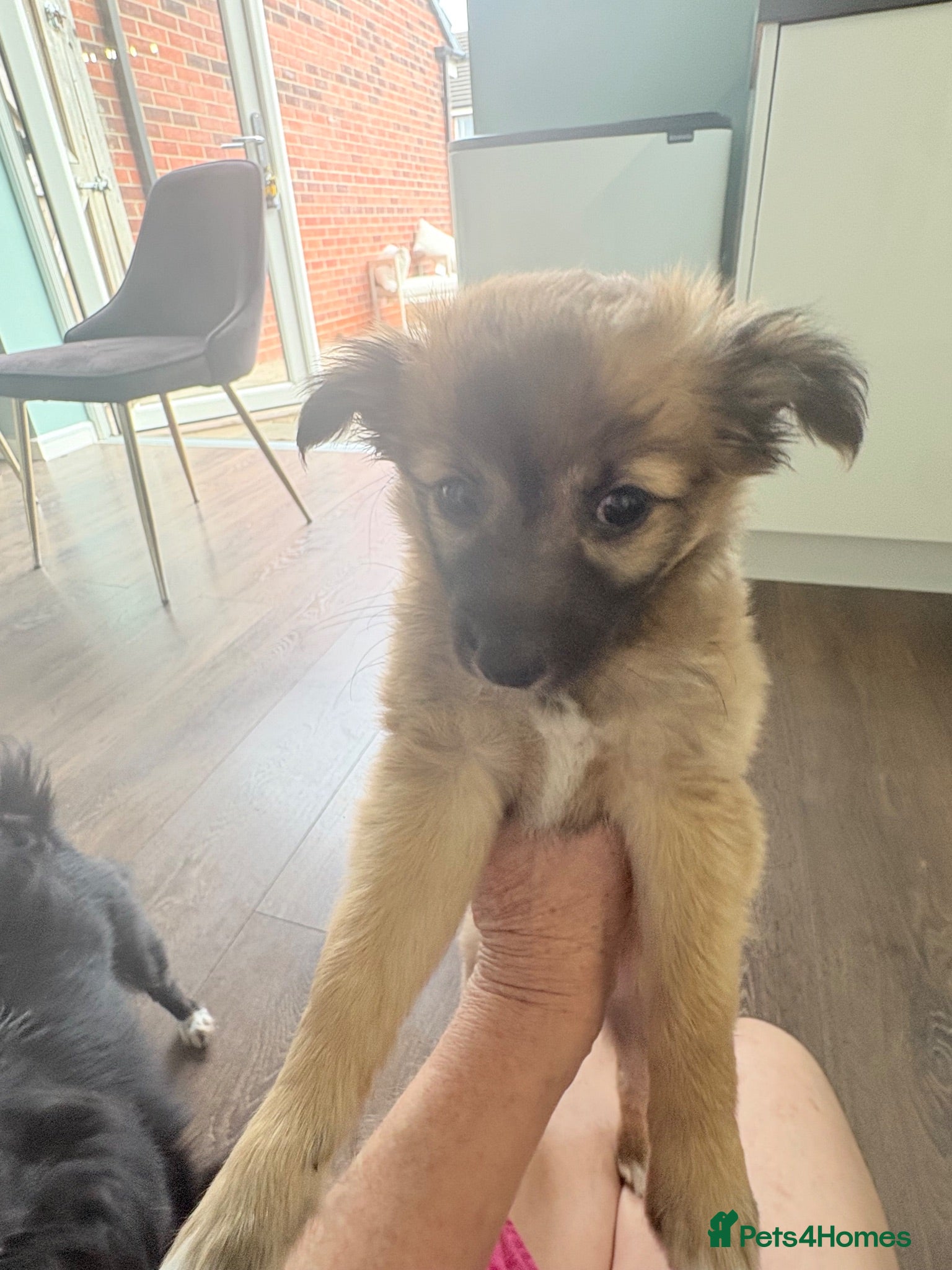 Mixed Breed dogs Chihuahua x papillon  - Advert 1