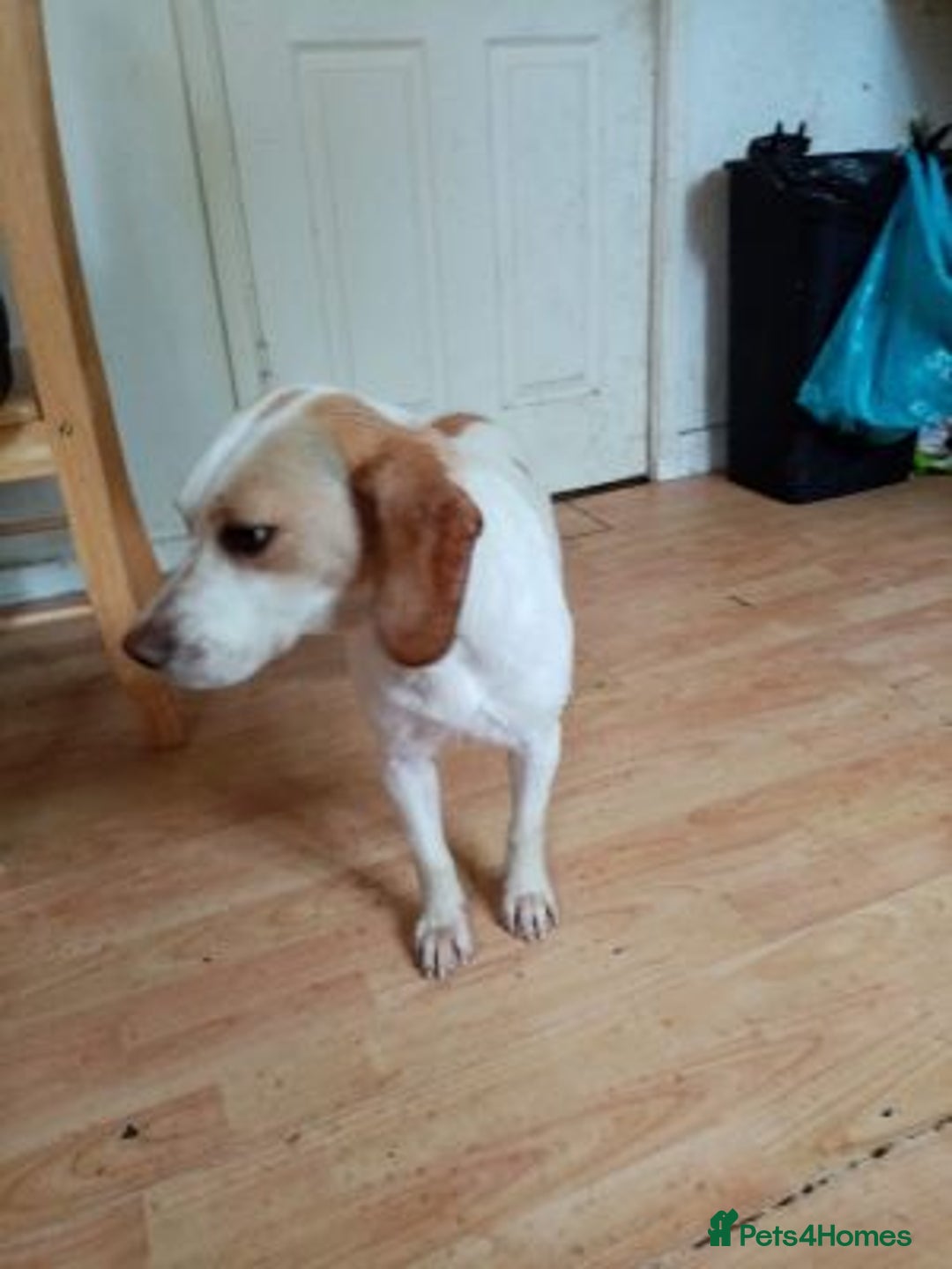 Beagle dogs for sale: Stunning Beagle - Advert 2
