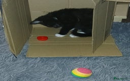 Mixed Breed cats for sale: 1 Beautiful black and white girl left  - Image 7