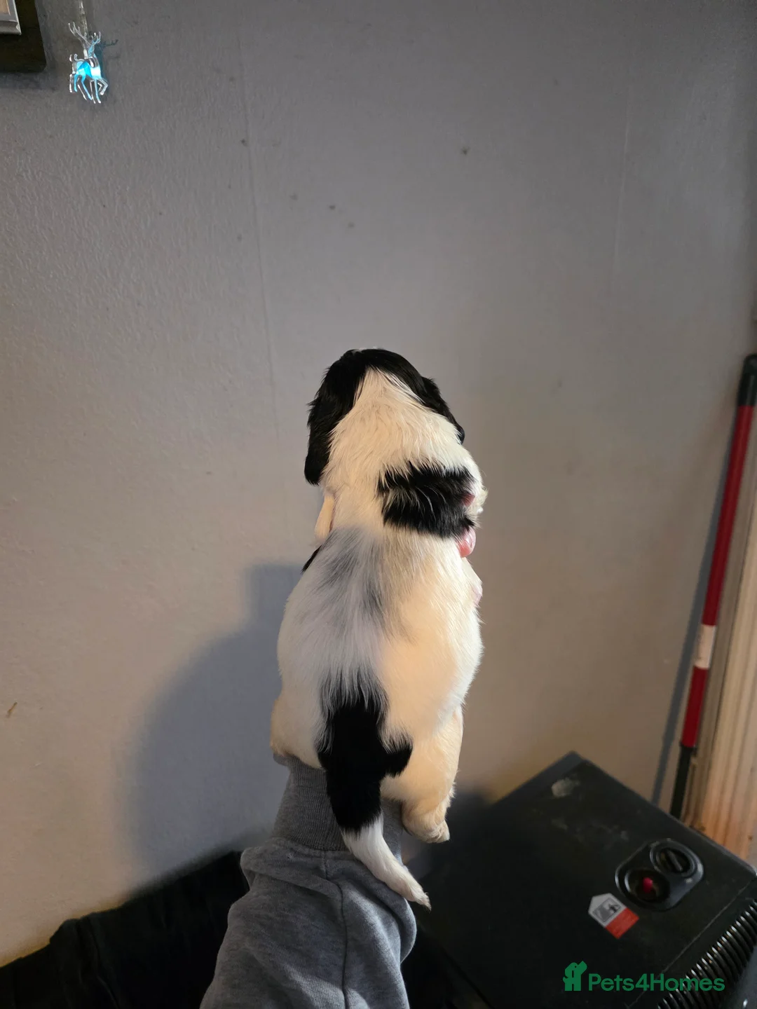 Cocker Spaniel dogs for sale: Show type cocker spaniel puppy's  - Advert 2