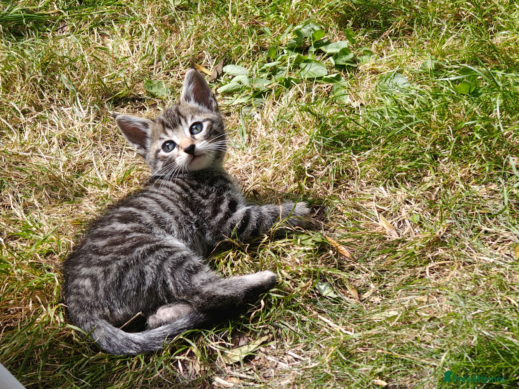 Mixed Breed cats Bengal Marble & American Shorthair  - Advert 2
