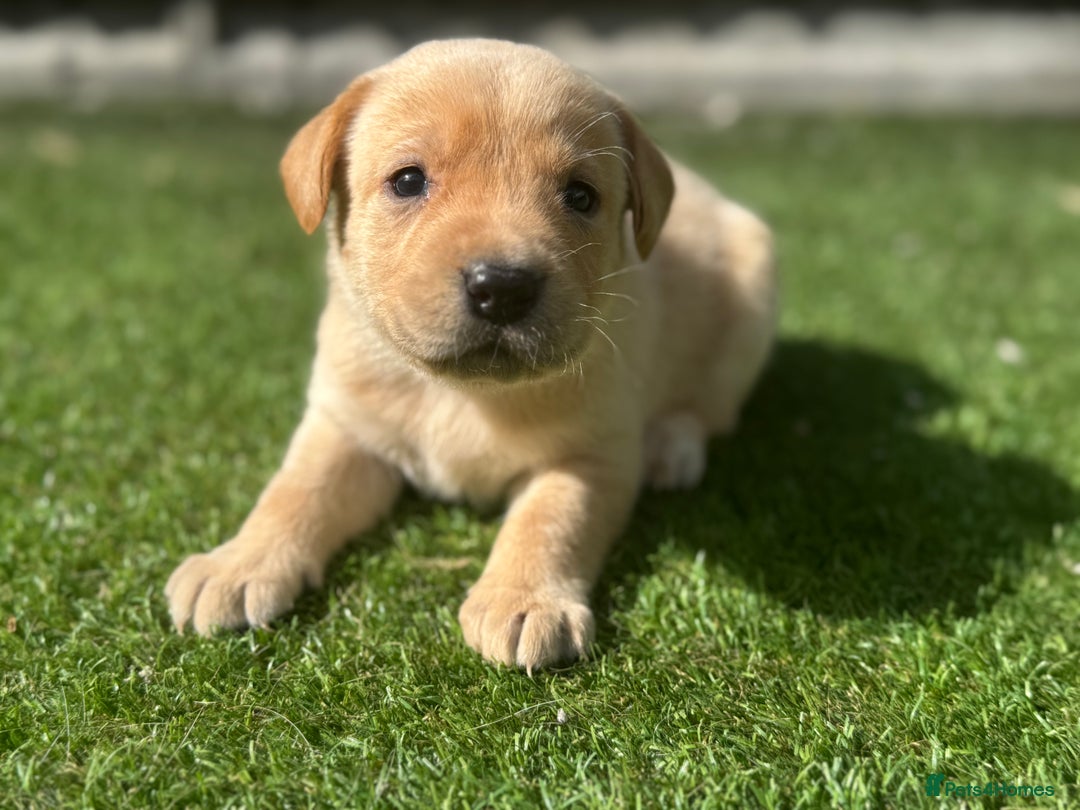 Labrador Retriever dogs for sale: Beautiful top kc line Labrador puppy’s  - Image 11