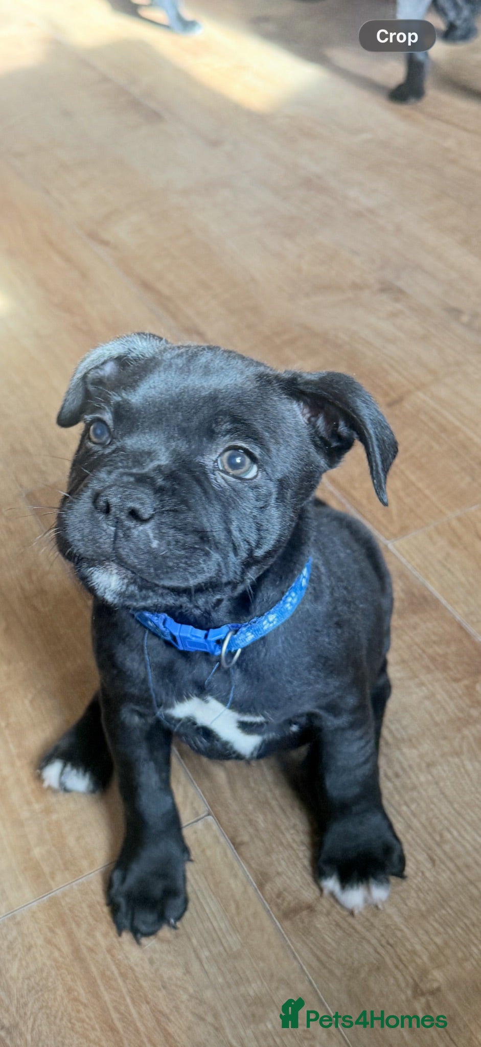 Staffordshire Bull Terrier dogs Super cute staffy puppies 🐶 2 left!  - Advert 4