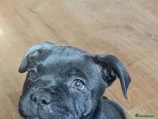 Staffordshire Bull Terrier dogs Super cute staffy puppies 🐶 2 left! - Advert 4