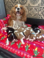 Cavalier King Charles Spaniel dogs - Advert 1